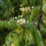 Fotografia 8 da espécie Murraya koenigii do Jardim Botânico UTAD