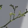Fotografia 8 da espécie Cerastium ramosissimum do Jardim Botânico UTAD