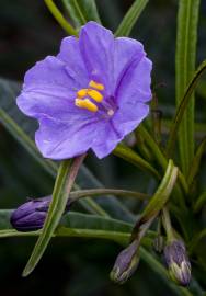 Fotografia da espécie Solanum laciniatum