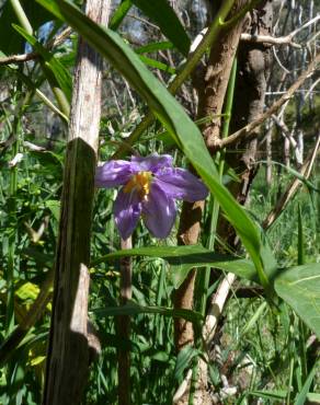 Fotografia 3 da espécie Solanum laciniatum no Jardim Botânico UTAD