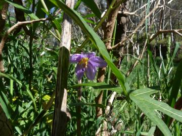 Fotografia da espécie Solanum laciniatum