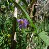 Fotografia 3 da espécie Solanum laciniatum do Jardim Botânico UTAD