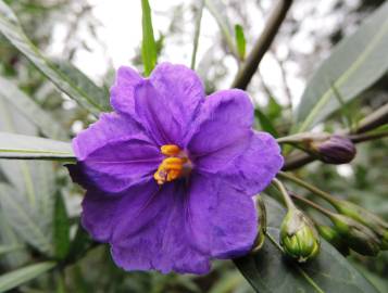 Fotografia da espécie Solanum laciniatum