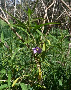 Fotografia 5 da espécie Solanum laciniatum no Jardim Botânico UTAD