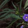 Fotografia 6 da espécie Solanum laciniatum do Jardim Botânico UTAD