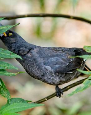 Fotografia 9 da espécie Solanum laciniatum no Jardim Botânico UTAD