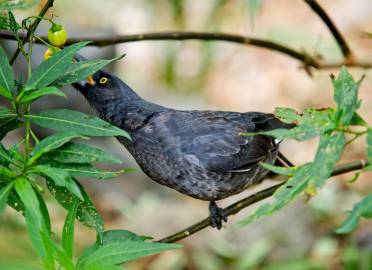 Fotografia da espécie Solanum laciniatum