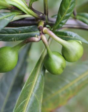 Fotografia 10 da espécie Solanum laciniatum no Jardim Botânico UTAD