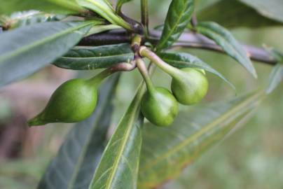 Fotografia da espécie Solanum laciniatum