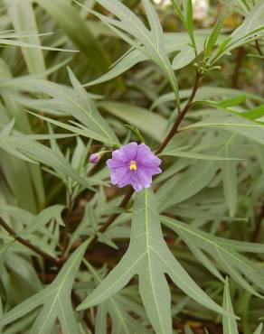 Fotografia 12 da espécie Solanum laciniatum no Jardim Botânico UTAD