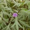 Fotografia 12 da espécie Solanum laciniatum do Jardim Botânico UTAD