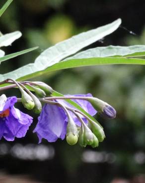 Fotografia 14 da espécie Solanum laciniatum no Jardim Botânico UTAD