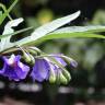 Fotografia 14 da espécie Solanum laciniatum do Jardim Botânico UTAD