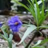 Fotografia 15 da espécie Solanum laciniatum do Jardim Botânico UTAD