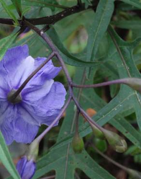 Fotografia 16 da espécie Solanum laciniatum no Jardim Botânico UTAD