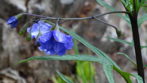 Fotografia da espécie Solanum laciniatum