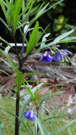 Fotografia da espécie Solanum laciniatum