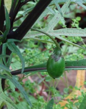 Fotografia 19 da espécie Solanum laciniatum no Jardim Botânico UTAD