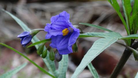 Fotografia da espécie Solanum laciniatum