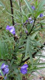 Fotografia da espécie Solanum laciniatum