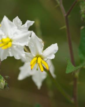 Fotografia 1 da espécie Solanum carolinense no Jardim Botânico UTAD