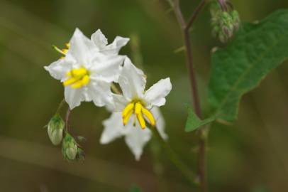 Fotografia da espécie Solanum carolinense