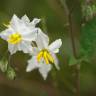 Fotografia 1 da espécie Solanum carolinense do Jardim Botânico UTAD