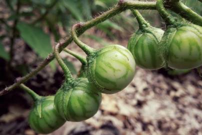 Fotografia da espécie Solanum carolinense