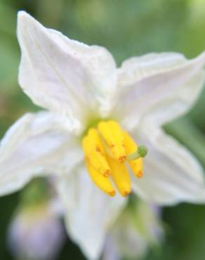 Fotografia 3 da espécie Solanum carolinense no Jardim Botânico UTAD