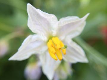 Fotografia da espécie Solanum carolinense