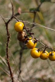 Fotografia da espécie Solanum carolinense