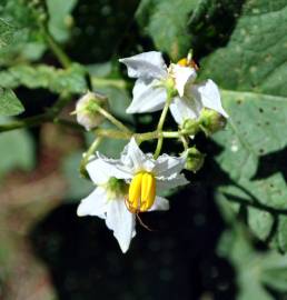 Fotografia da espécie Solanum carolinense