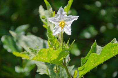 Fotografia da espécie Solanum carolinense