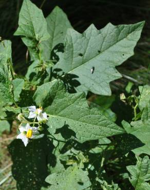 Fotografia 7 da espécie Solanum carolinense no Jardim Botânico UTAD