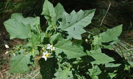 Fotografia da espécie Solanum carolinense