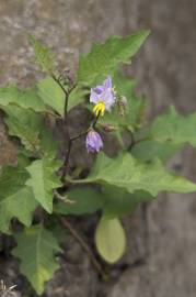 Fotografia da espécie Solanum carolinense