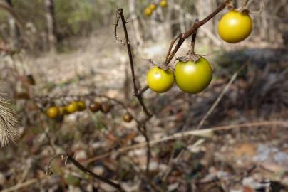 Fotografia da espécie Solanum carolinense