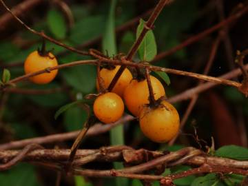 Fotografia da espécie Solanum carolinense