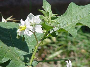 Fotografia da espécie Solanum carolinense