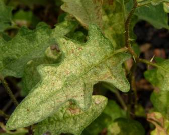 Fotografia da espécie Solanum carolinense