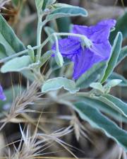 Fotografia da espécie Solanum elaeagnifolium