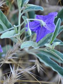 Fotografia da espécie Solanum elaeagnifolium