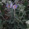 Fotografia 3 da espécie Solanum elaeagnifolium do Jardim Botânico UTAD