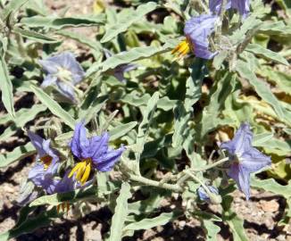 Fotografia da espécie Solanum elaeagnifolium