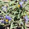 Fotografia 6 da espécie Solanum elaeagnifolium do Jardim Botânico UTAD