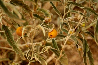 Fotografia da espécie Solanum elaeagnifolium