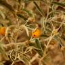 Fotografia 8 da espécie Solanum elaeagnifolium do Jardim Botânico UTAD
