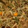 Fotografia 8 da espécie Solanum elaeagnifolium do Jardim Botânico UTAD