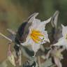 Fotografia 9 da espécie Solanum elaeagnifolium do Jardim Botânico UTAD