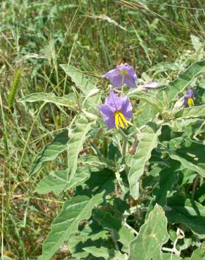 Fotografia 11 da espécie Solanum elaeagnifolium no Jardim Botânico UTAD